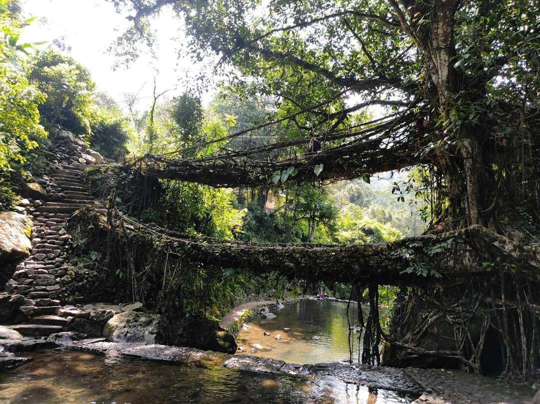 Living root bridge in Meghalaya
